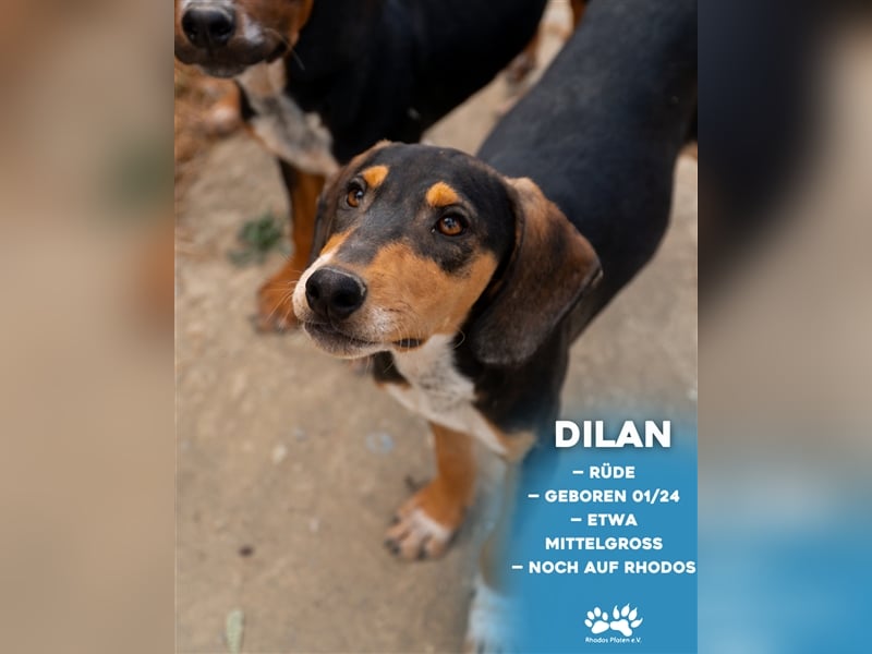 Dilan sucht sein zu Hause!❤️