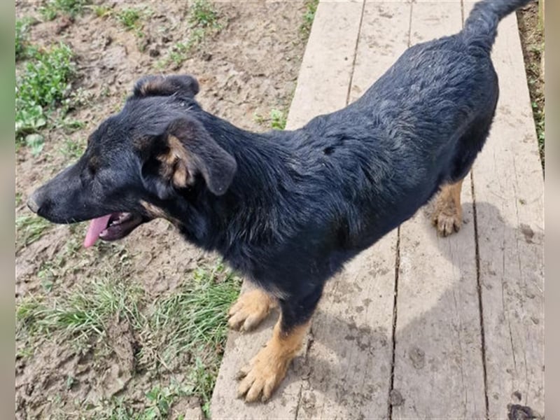 Otto sucht ein liebevolles Zuhause