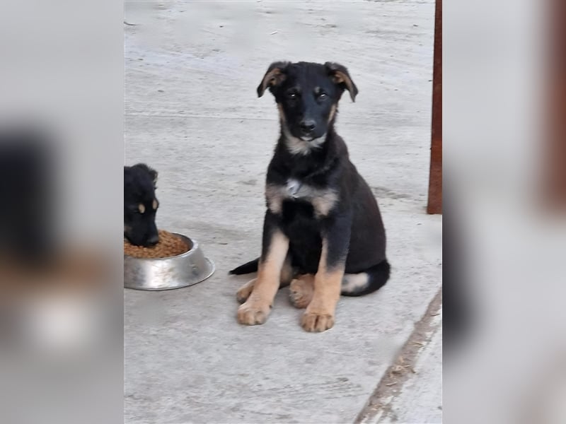 Otto sucht ein liebevolles Zuhause