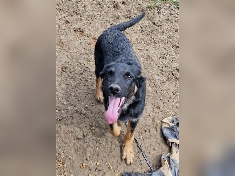 Otto sucht ein liebevolles Zuhause