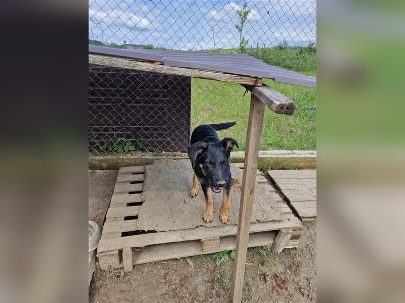 Otto sucht ein liebevolles Zuhause