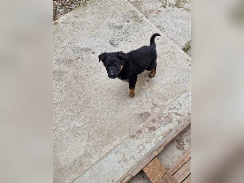 Otto sucht ein liebevolles Zuhause