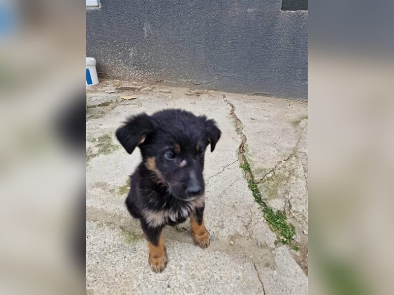 Otto sucht ein liebevolles Zuhause