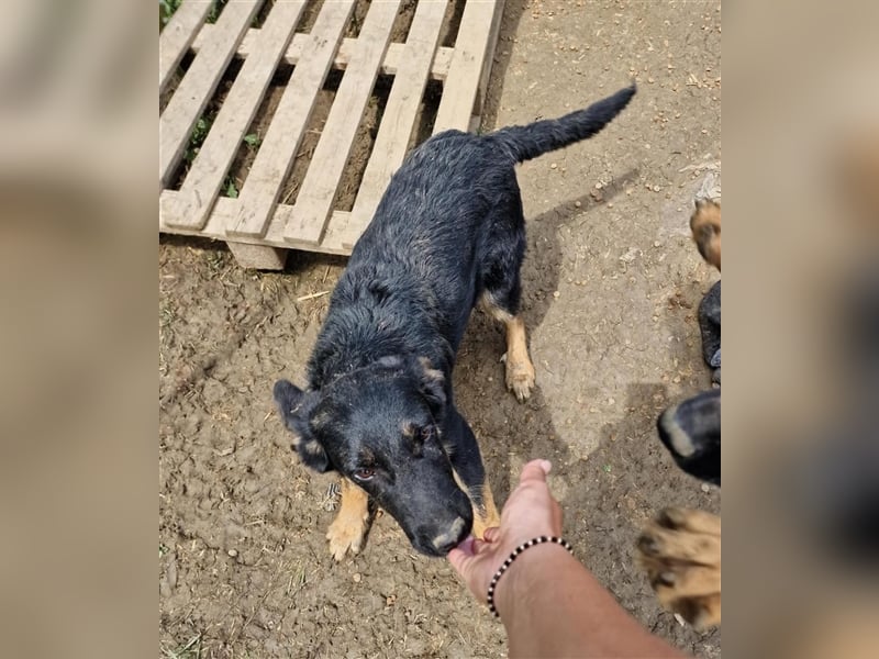 Otto sucht ein liebevolles Zuhause