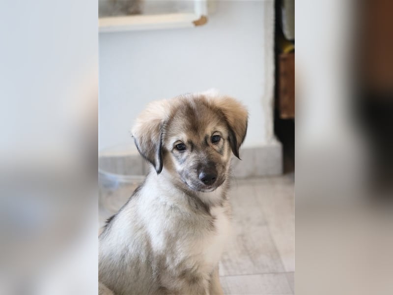 LEVI - als Baby ausgesetzt