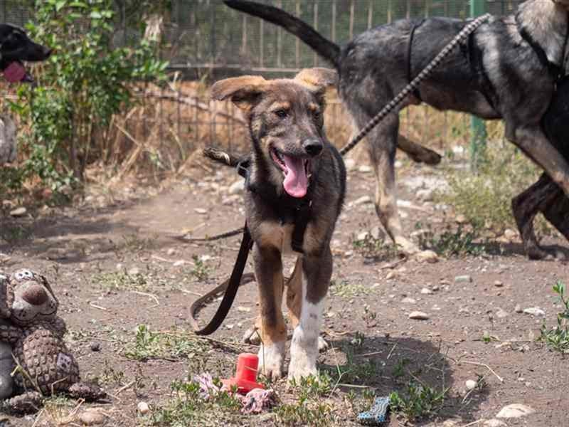 Spitfire – verspielt und aktiver Hundejunge