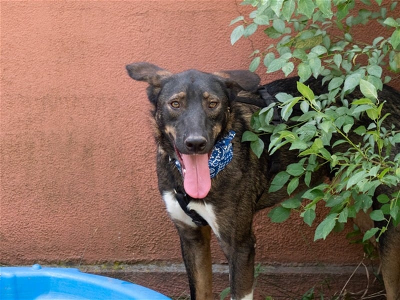Spitfire – verspielt und aktiver Hundejunge