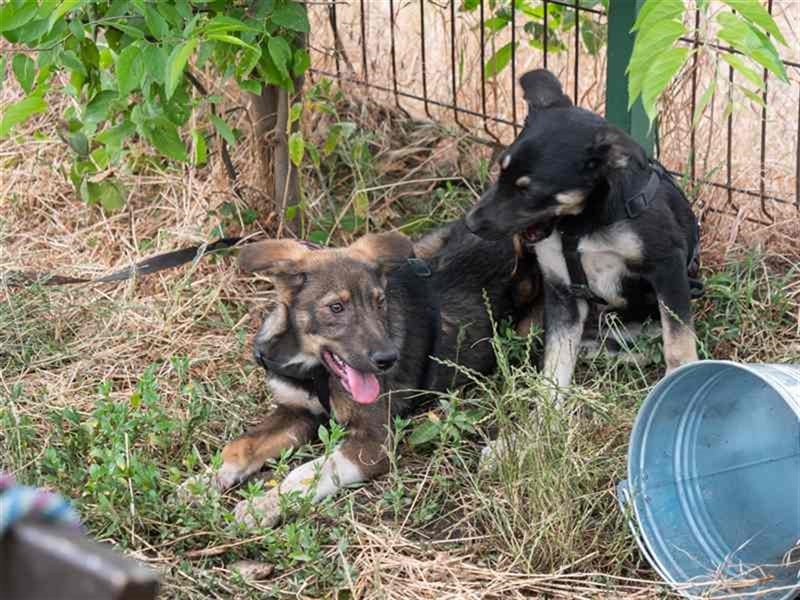 Spitfire – verspielt und aktiver Hundejunge