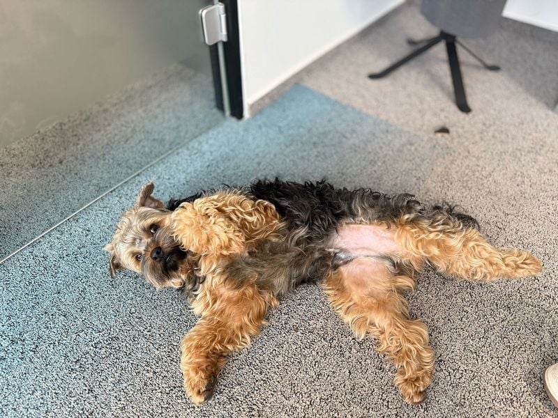 TEDDY-liebt es, zu kuscheln und gestreichelt zu werden