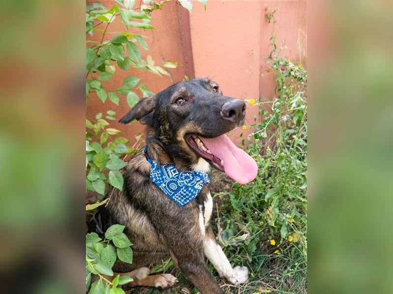 Spitfire – verspielt und aktiver Hundejunge