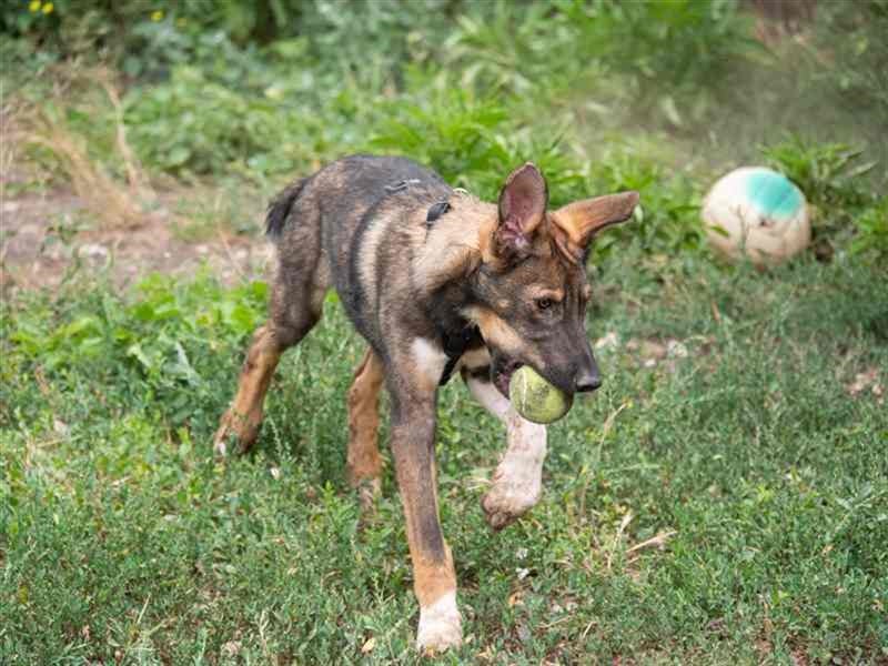 Spitfire – verspielt und aktiver Hundejunge