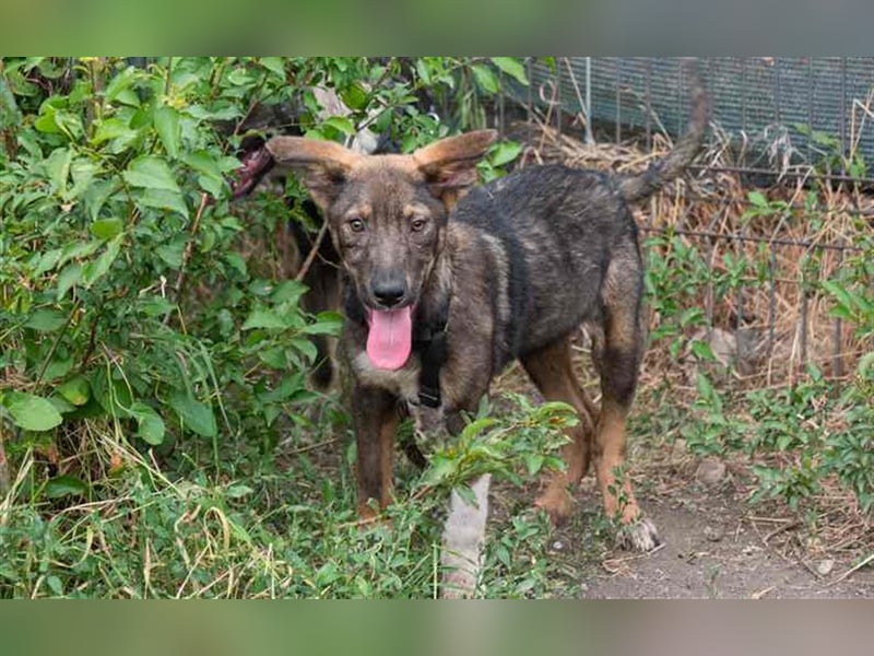 Spitfire – verspielt und aktiver Hundejunge