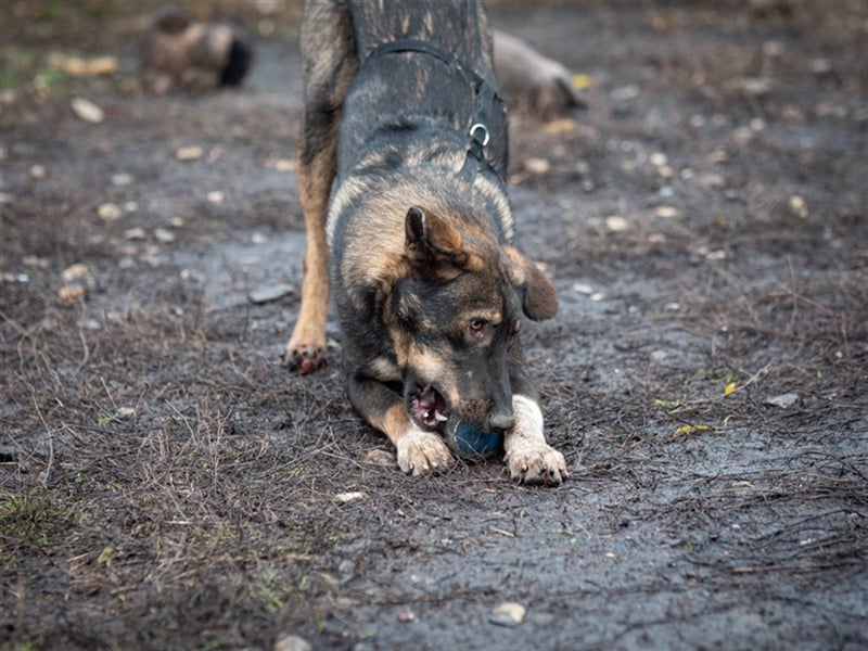 Spitfire – verspielt und aktiver Hundejunge