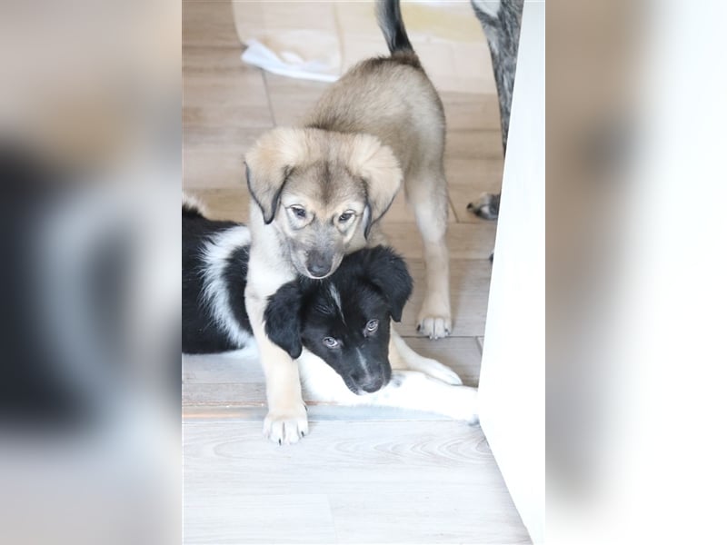 LEVI - als Baby ausgesetzt