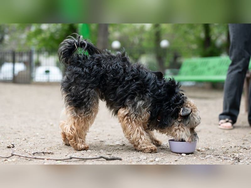 TEDDY-liebt es, zu kuscheln und gestreichelt zu werden
