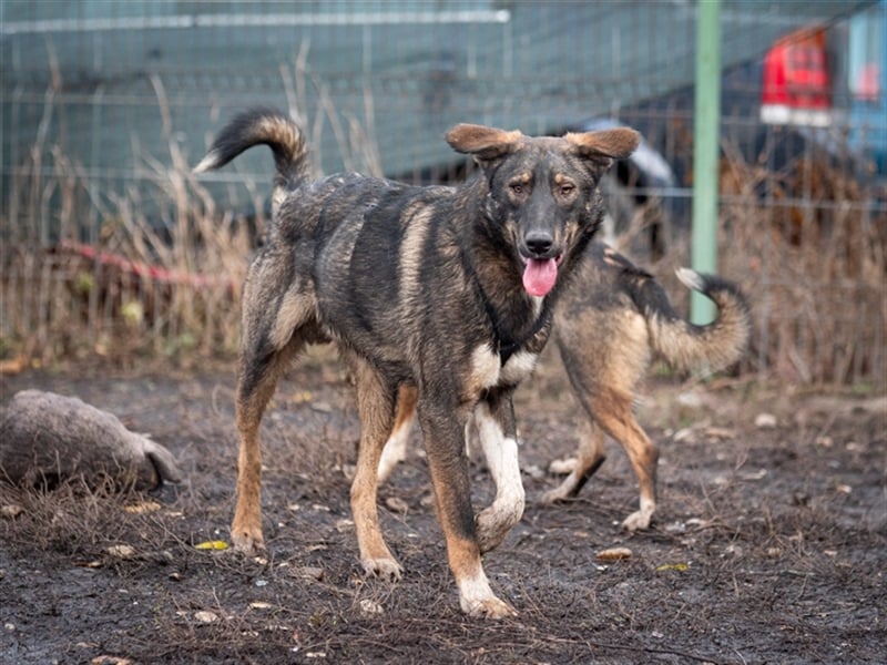 Spitfire – verspielt und aktiver Hundejunge