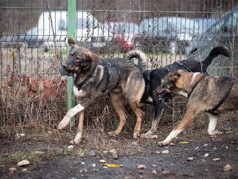 Spitfire – verspielt und aktiver Hundejunge
