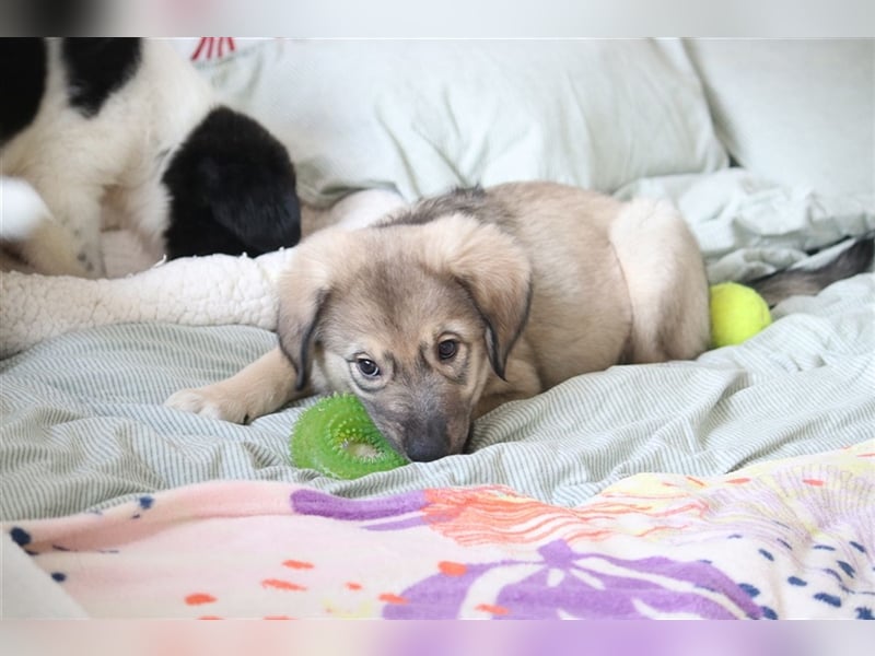 LEVI - als Baby ausgesetzt