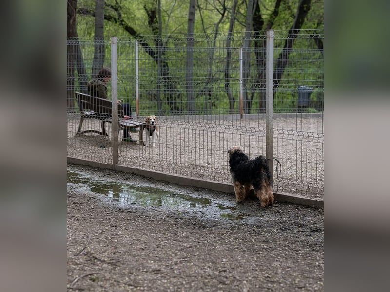 TEDDY-liebt es, zu kuscheln und gestreichelt zu werden