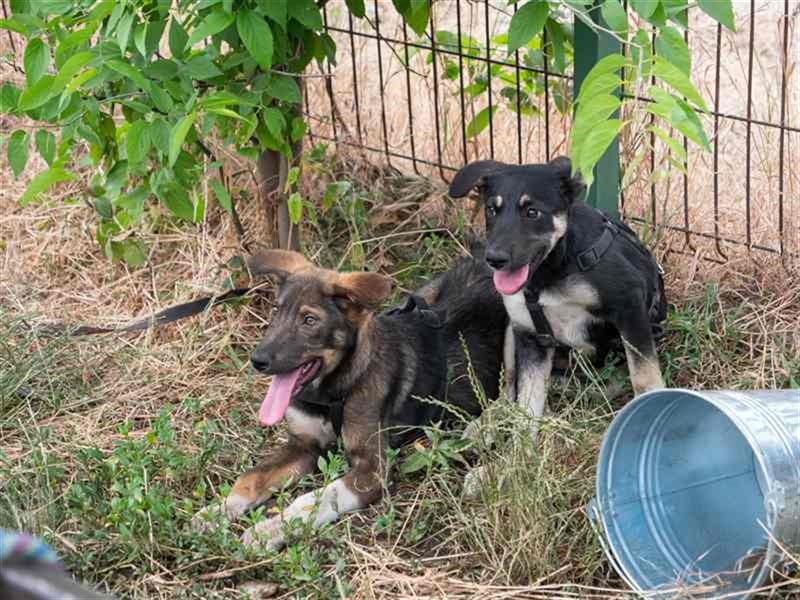 Spitfire – verspielt und aktiver Hundejunge
