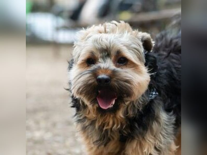 TEDDY-liebt es, zu kuscheln und gestreichelt zu werden
