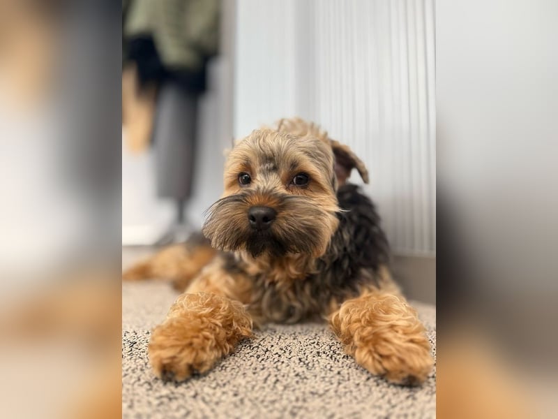 TEDDY-liebt es, zu kuscheln und gestreichelt zu werden
