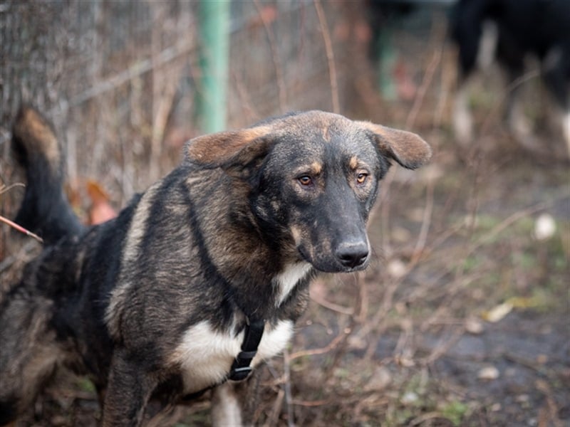 Spitfire – verspielt und aktiver Hundejunge