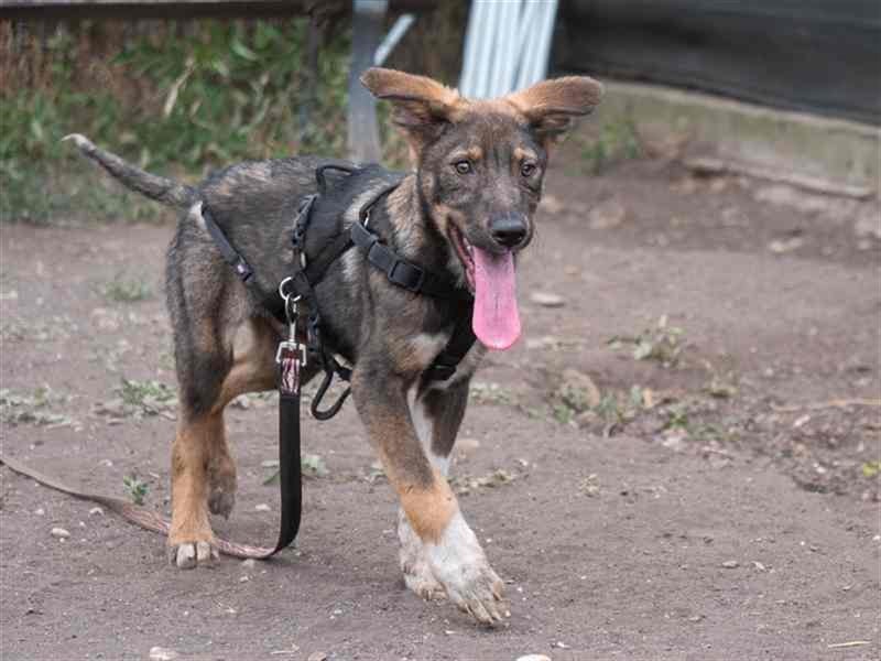 Spitfire – verspielt und aktiver Hundejunge