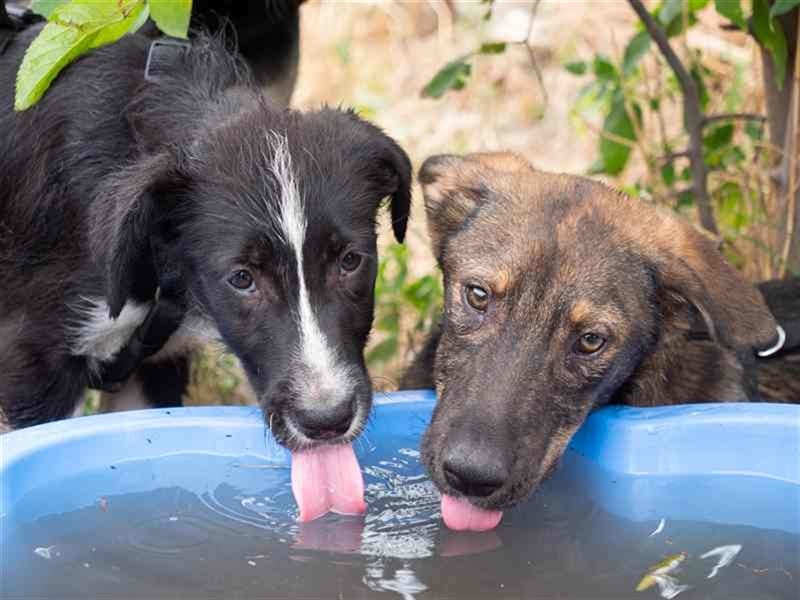 Spitfire – verspielt und aktiver Hundejunge