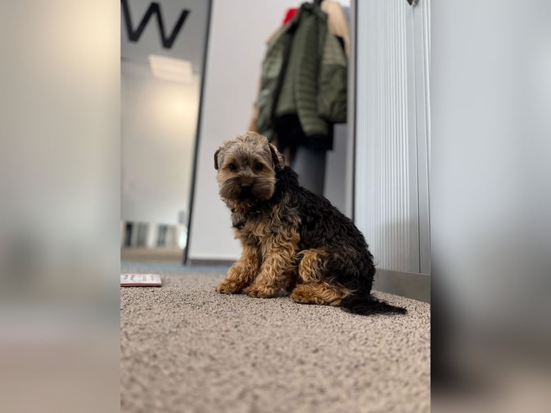TEDDY-liebt es, zu kuscheln und gestreichelt zu werden