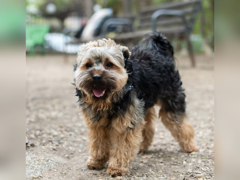 TEDDY-liebt es, zu kuscheln und gestreichelt zu werden
