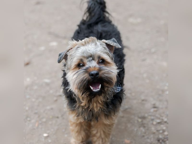 TEDDY-liebt es, zu kuscheln und gestreichelt zu werden