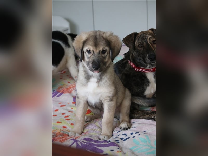 LEVI - als Baby ausgesetzt