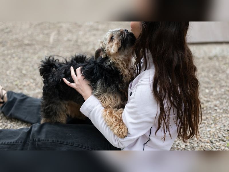 TEDDY-liebt es, zu kuscheln und gestreichelt zu werden