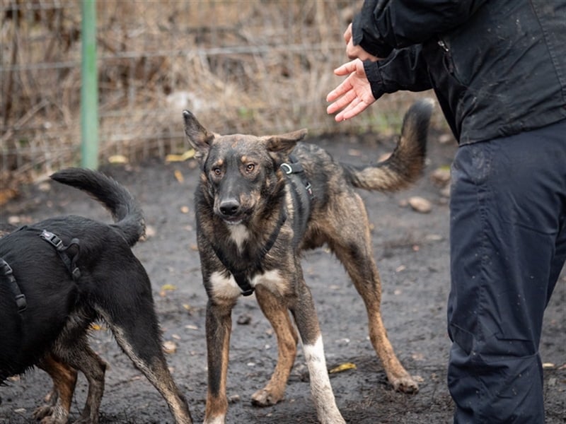 Spitfire – verspielt und aktiver Hundejunge