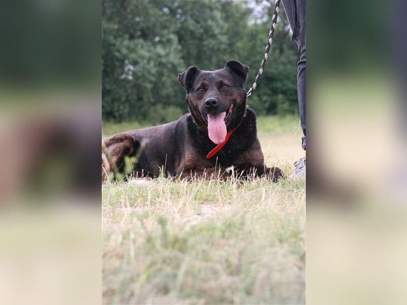 SOS für Tigris! Er sucht dringend einen neuen Platz, da der vorhandene Rüde ihn nicht akzeptiert.