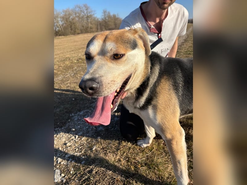 Zsolti, ein energiegeladener junger Hund !