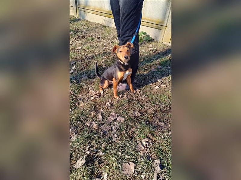 Rüde Csiribi muß man einfach lien haben !
