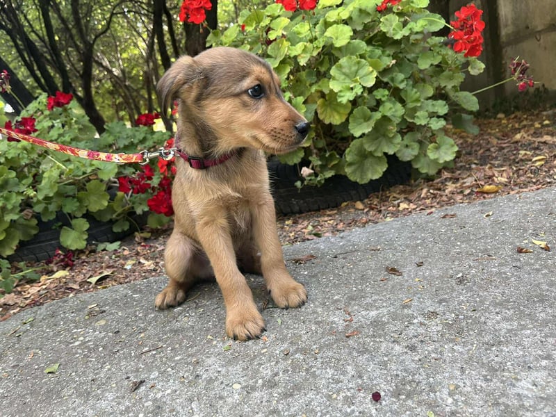 Der kleine Bliss ist auf der Suche nach dem Glück !