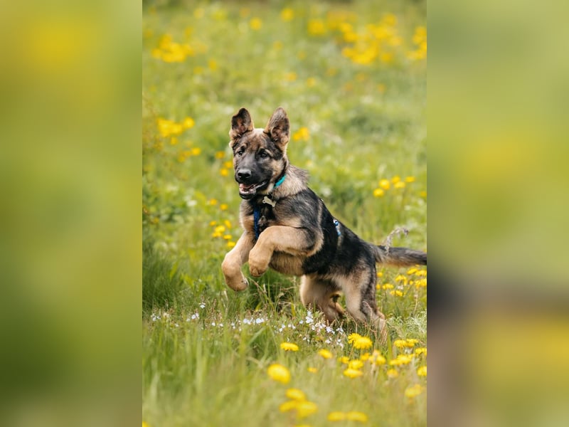 Verspielter Floppi sucht seine Menschen