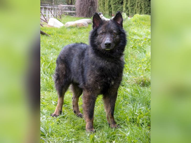 Freundlicher Baron sucht sein Zuhause