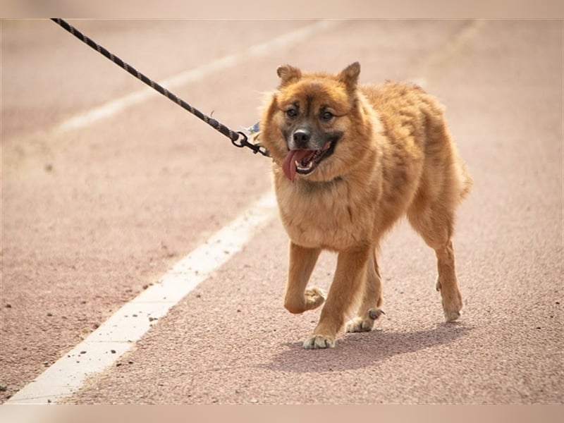 Loki, ein  schüchterner Junge, 6 Jahre, sucht geduldige Menschen die ihm Zeit geben anzukommen