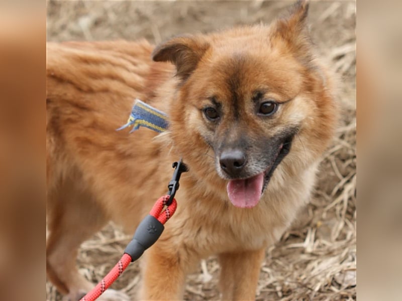 Loki, ein  schüchterner Junge, 6 Jahre, sucht geduldige Menschen die ihm Zeit geben anzukommen