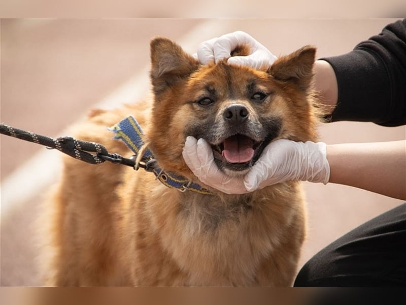 Loki, ein  schüchterner Junge, 6 Jahre, sucht geduldige Menschen die ihm Zeit geben anzukommen