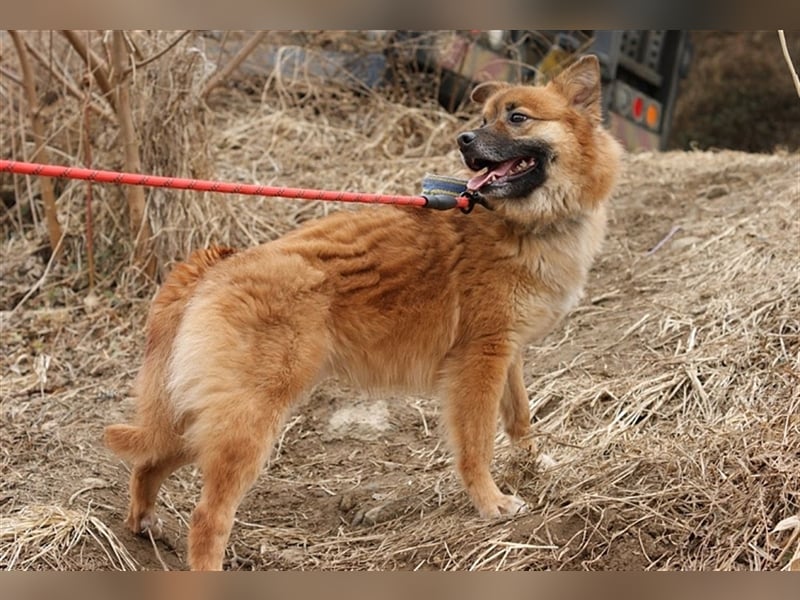 Loki, ein  schüchterner Junge, 6 Jahre, sucht geduldige Menschen die ihm Zeit geben anzukommen