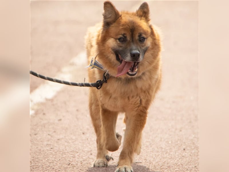 Loki, ein  schüchterner Junge, 6 Jahre, sucht geduldige Menschen die ihm Zeit geben anzukommen