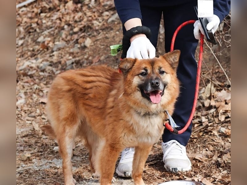 Loki, ein  schüchterner Junge, 6 Jahre, sucht geduldige Menschen die ihm Zeit geben anzukommen