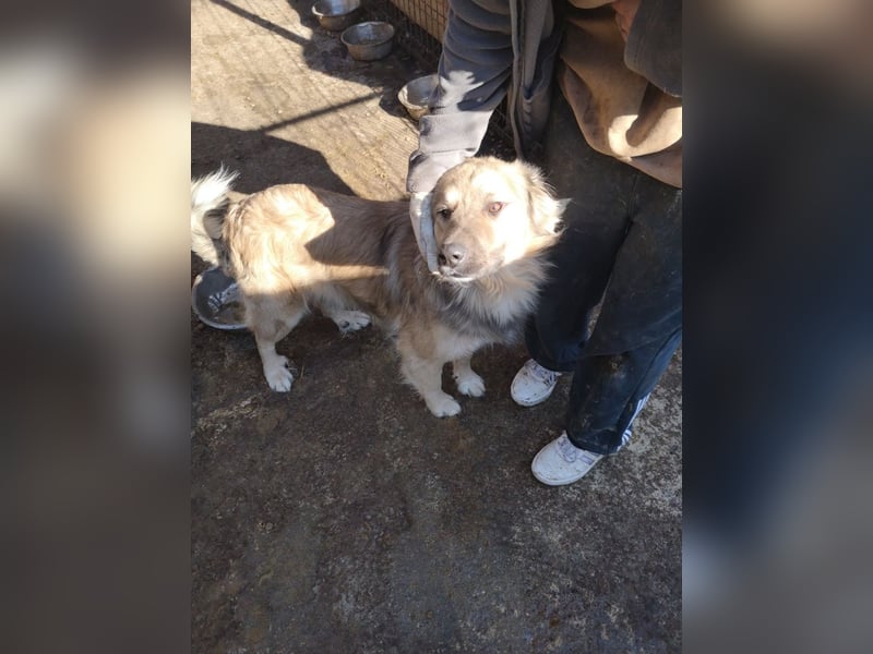 Phoenix sucht ein Zuhause