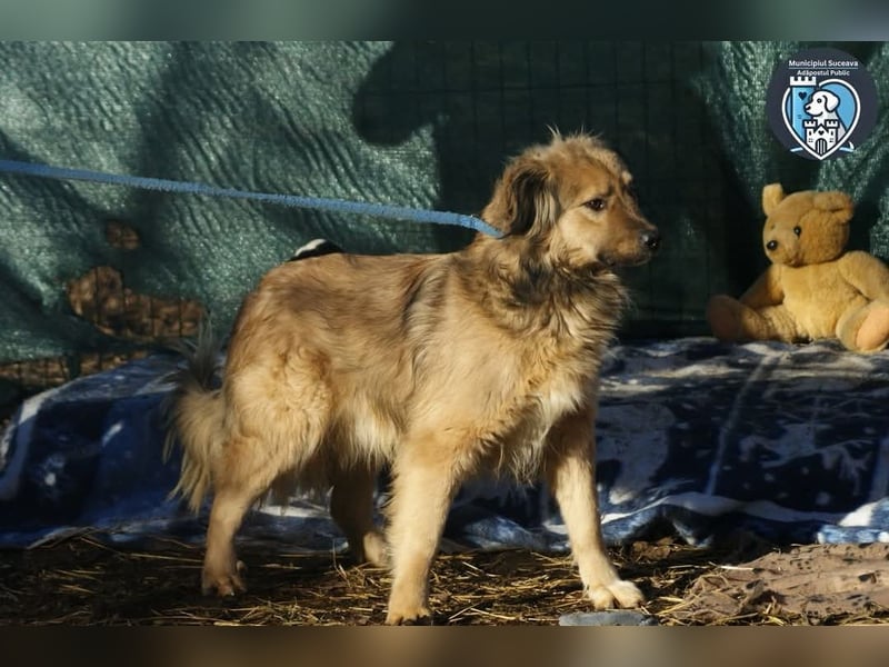 Phoenix sucht ein Zuhause