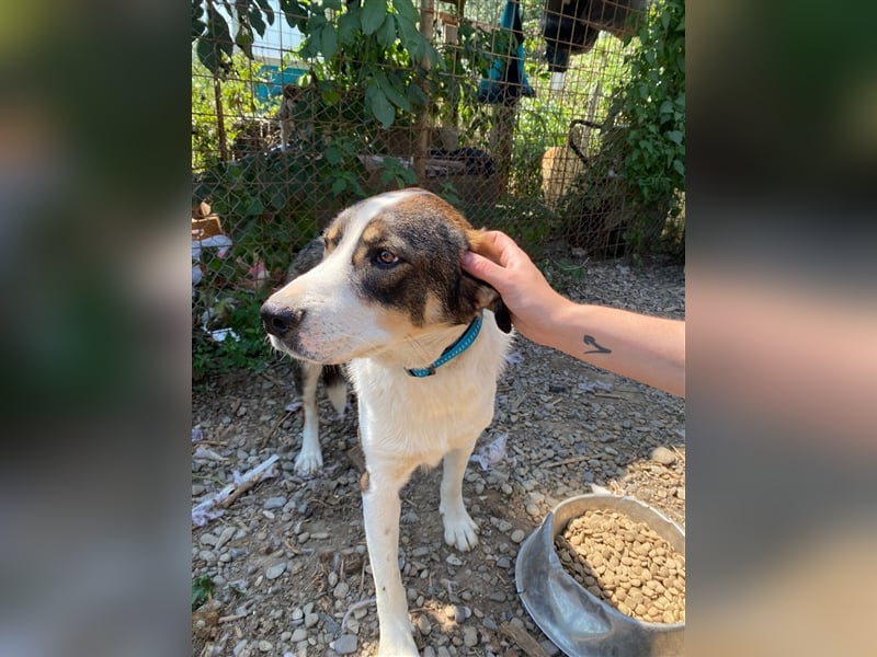 BASIL sucht ein Zuhause